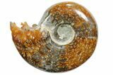 Polished, Agatized Ammonite (Cleoniceras) - Madagascar #110501-1